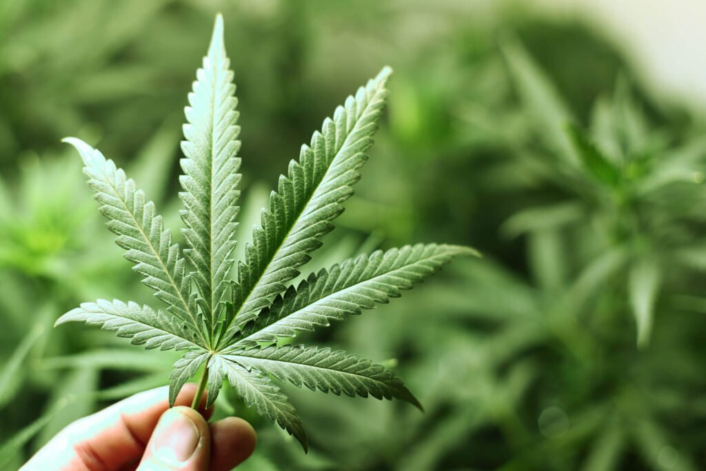 man holding marijuana leaf