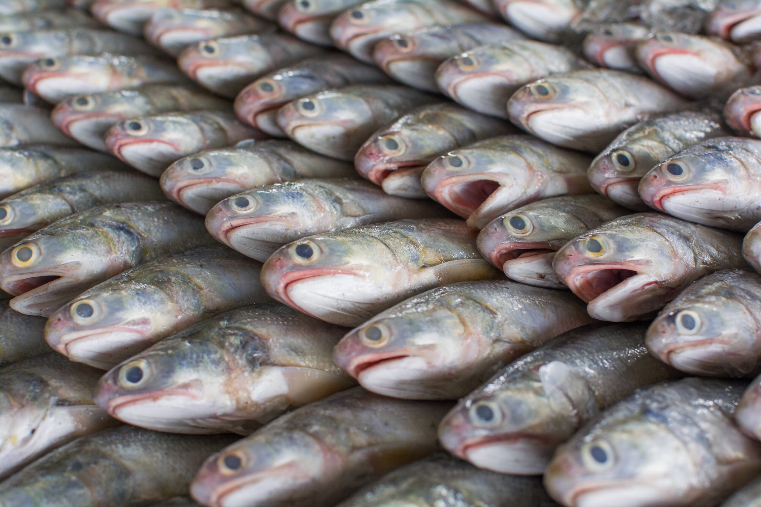 How To Get Your Oregon Wholesale Fish Dealer License