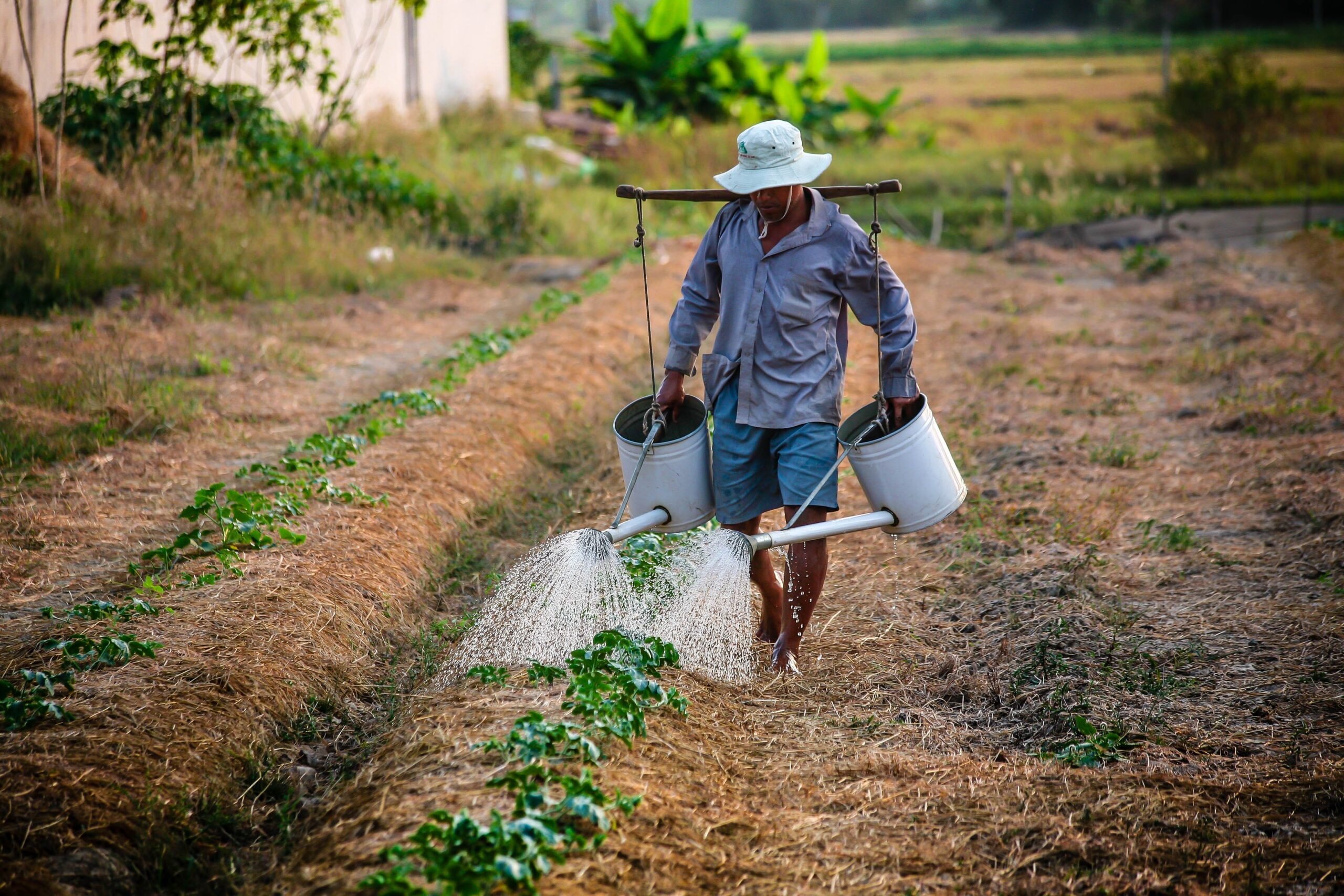 California Farm Labor Contractor Watering Plants